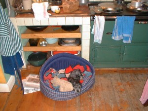 The AGA cooker always had conveyed that same homely feel with the dog in front of it