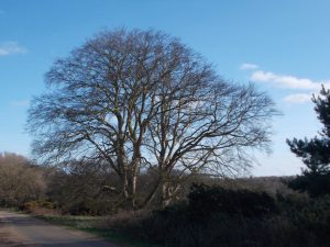 Tree in Butley Suffolk - pictuer by Eebahgum (Own work) [CC BY-SA 4.0 (https://creativecommons.org/licenses/by-sa/4.0)], via Wikimedia Commons